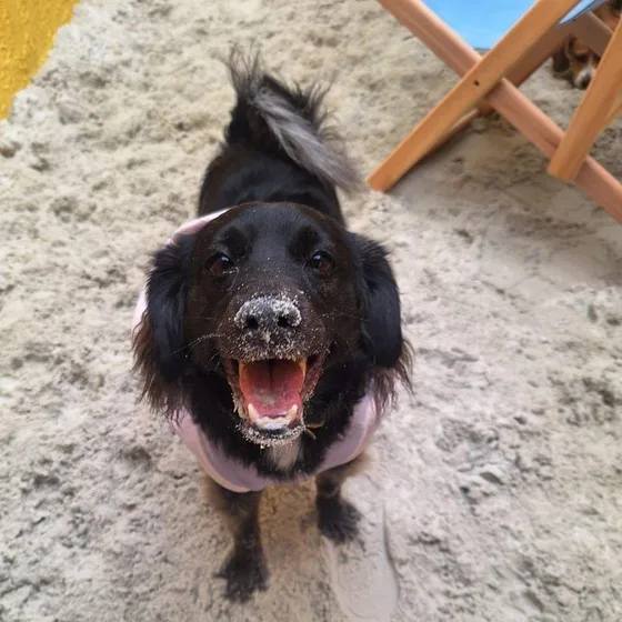 Cão preto de boca aberta brincando na areia da prainha