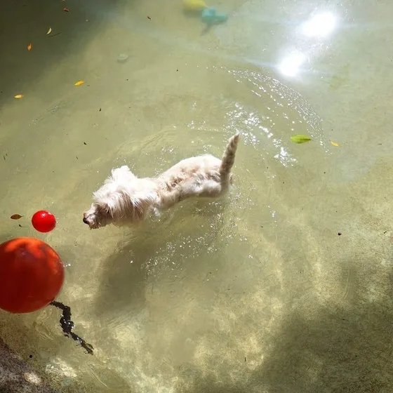 Cão pequeno nadando na piscina rasa