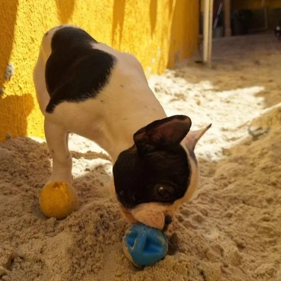 Bulldog francês com uma bolinha na areia