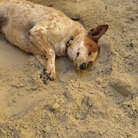 Cão deitado de lado na areia, descansando ao sol