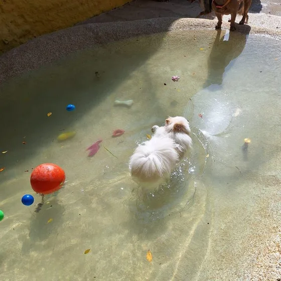 Cão de pelo branco brincando na piscina rasa