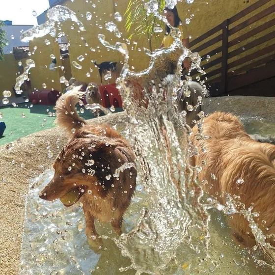 Cães se molhando na piscina, com respingos de água no ar