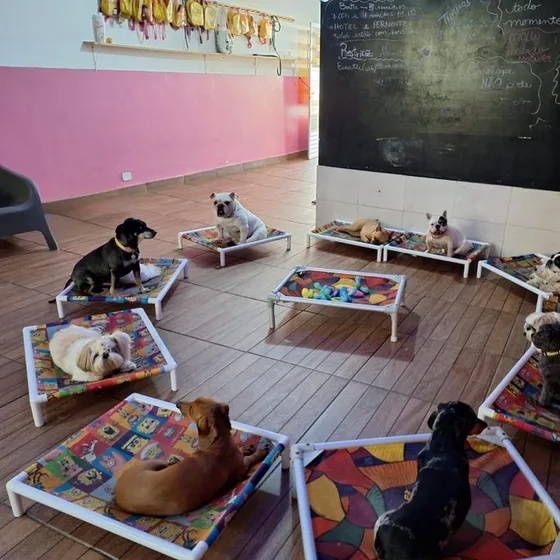 Dormitório com caminhas elevadas e cães descansando