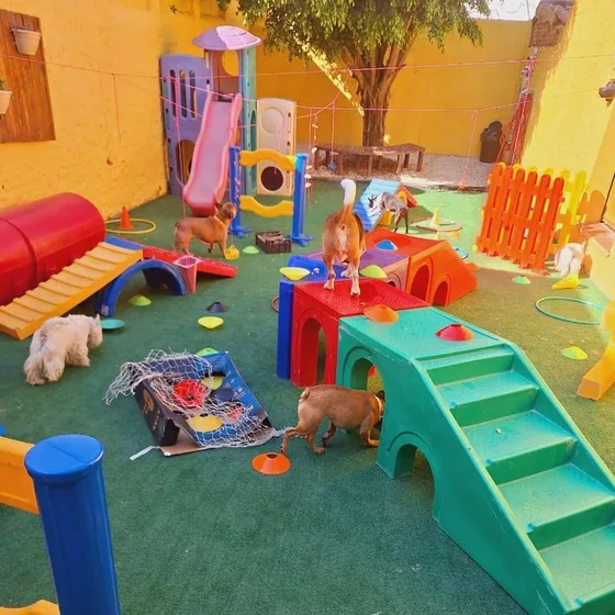 Playground com brinquedos coloridos e cães explorando