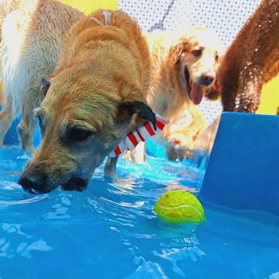 Cães bebendo água na borda da piscina