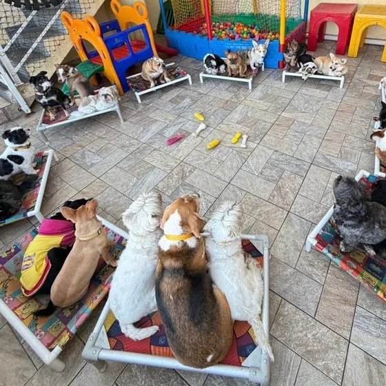 Cães descansando nas caminhas da área interna