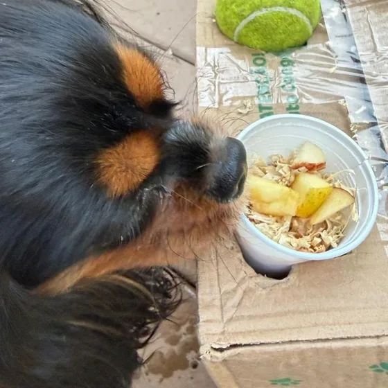 Cão comendo frutas na tigela, parte do enriquecimento alimentar