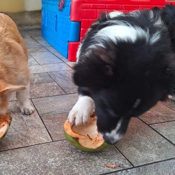 Cão lambendo um coco no piso do deck
