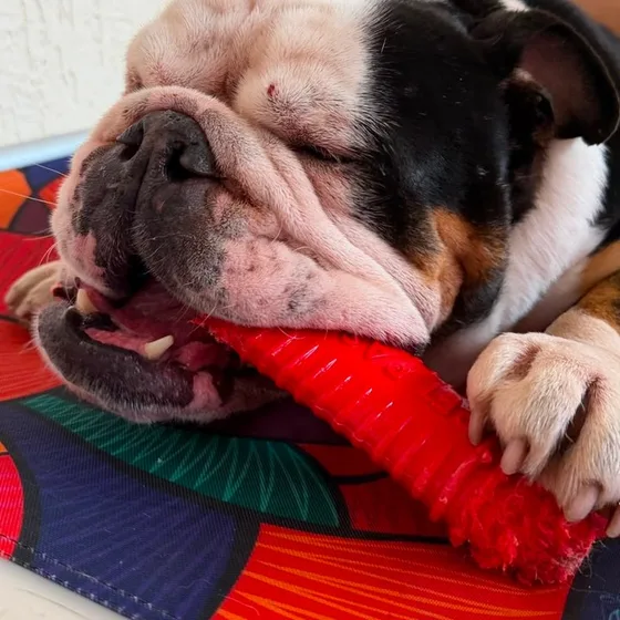 Bulldog inglês deitado com o brinquedo entre as patas