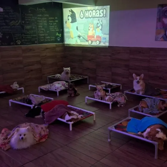 Cinema com os cães acomodados diante do telão