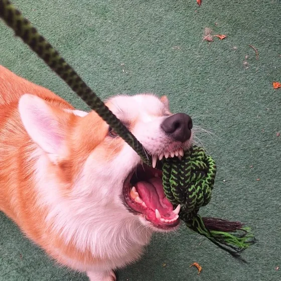 Cão de pelo tingido de rosa mordendo um brinquedo de corda