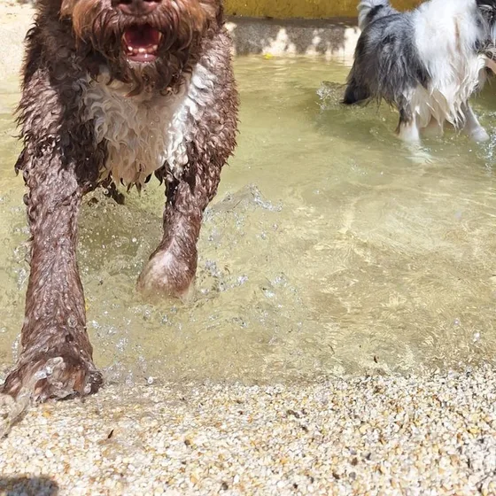 Cães correndo dentro da piscina rasa