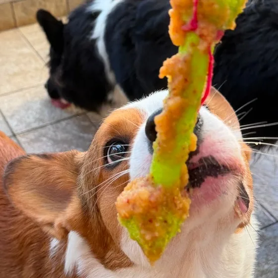 Cães dividindo um petisco em vareta