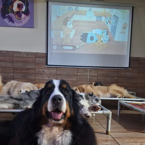 Cão em primeiro plano durante a sessão de cinema