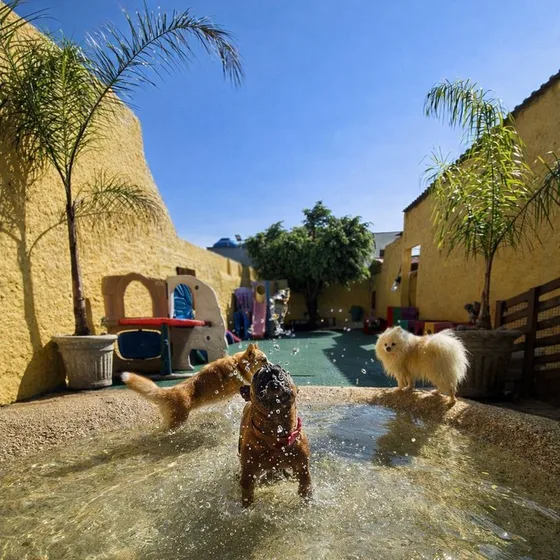 Prainha com palmeiras e cães brincando na água