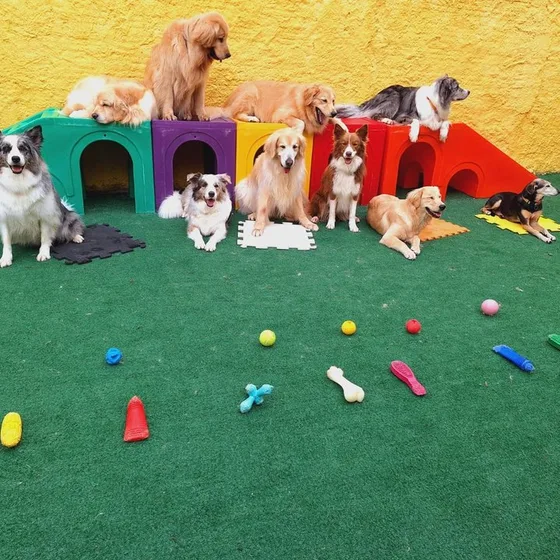 Turma de cães posando no gramado, cercada de brinquedos