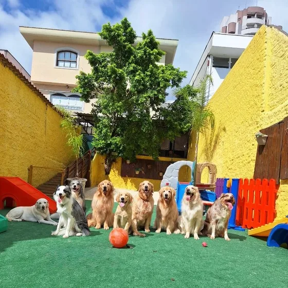 Grupo de golden retrievers posando no gramado