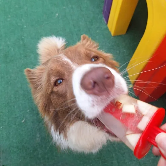 Close de cão com o brinquedo na boca, olhando para a câmera