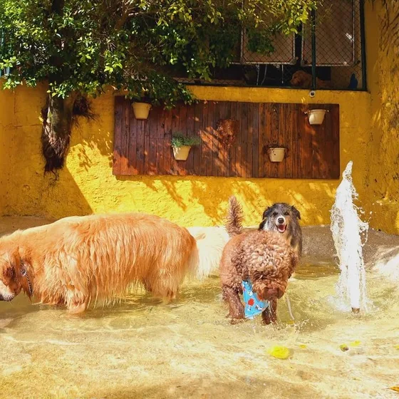 Cães na prainha, com o chafariz ligado