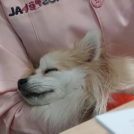 Lulu da pomerânia de olhos fechados, acomodado no colo de uma profissional do HosPETal