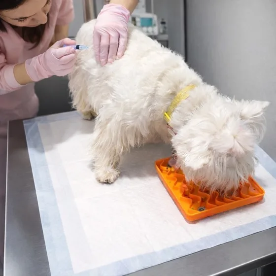 Cão branco recebendo vacina enquanto se distrai com um tapete de lamber