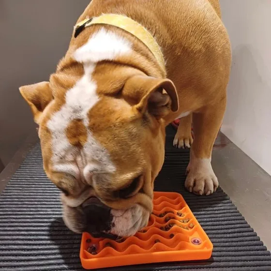 Bulldog inglês lambendo um tapete de enriquecimento sobre a mesa de atendimento