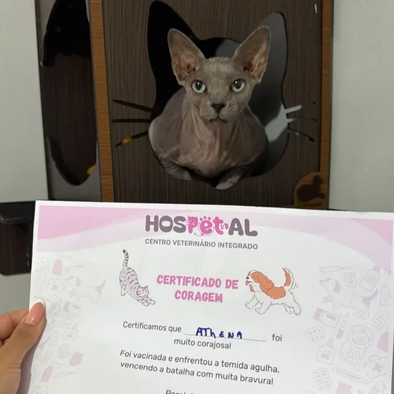 Gata Athena, da raça sphynx, na casinha ao lado do seu Certificado de Coragem