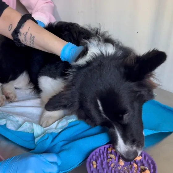 Cão preto e branco deitado, contido com carinho e distraído com petiscos durante o atendimento