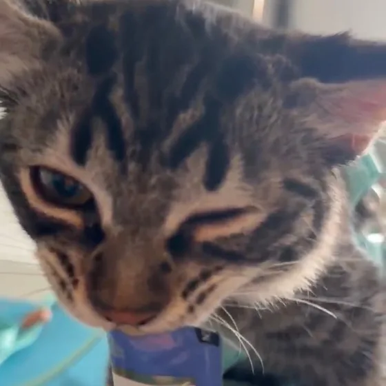 Gatinho filhote lambendo um petisco durante a consulta
