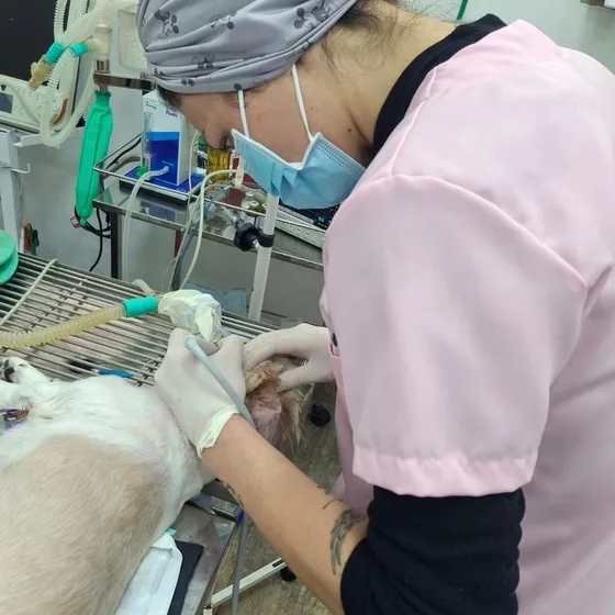 Veterinária realizando procedimento em cão anestesiado, com monitoramento