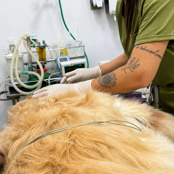Golden retriever monitorado durante procedimento, acompanhado pela equipe