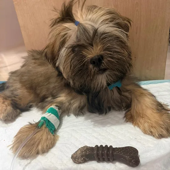 Cão shih tzu na internação, com cateter na pata e um brinquedo de morder ao lado