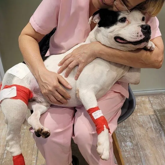 Cão de patas enfaixadas no colo da equipe, depois do curativo