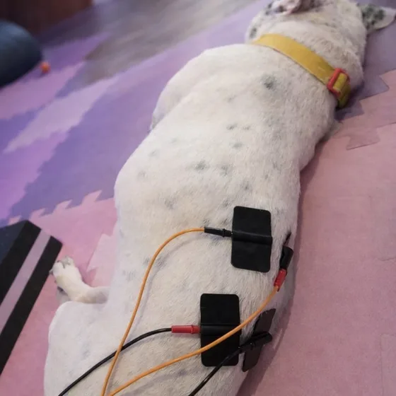 Cão em sessão de eletroterapia, com eletrodos aplicados ao longo da coluna